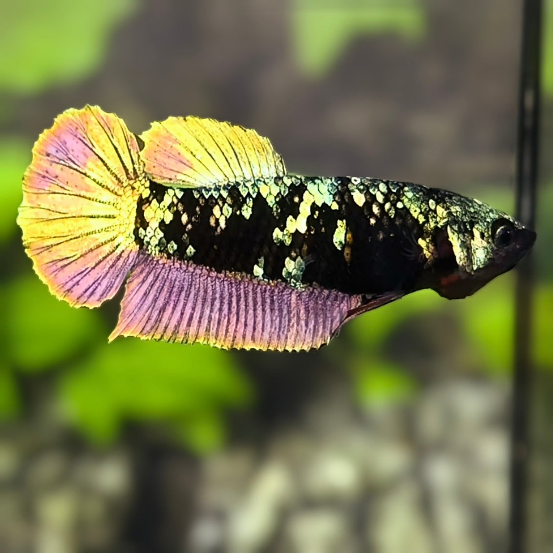 Avatar Copper Gold HMPK Betta Fish Female For Sorority / Breed