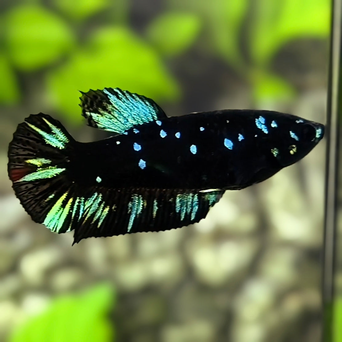 Avatar Blackstar Green HMPK Betta Fish Female For Sorority / Breed