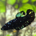 Avatar Blackstar Nebula Green HMPK Betta Fish Female For Sorority / Breed