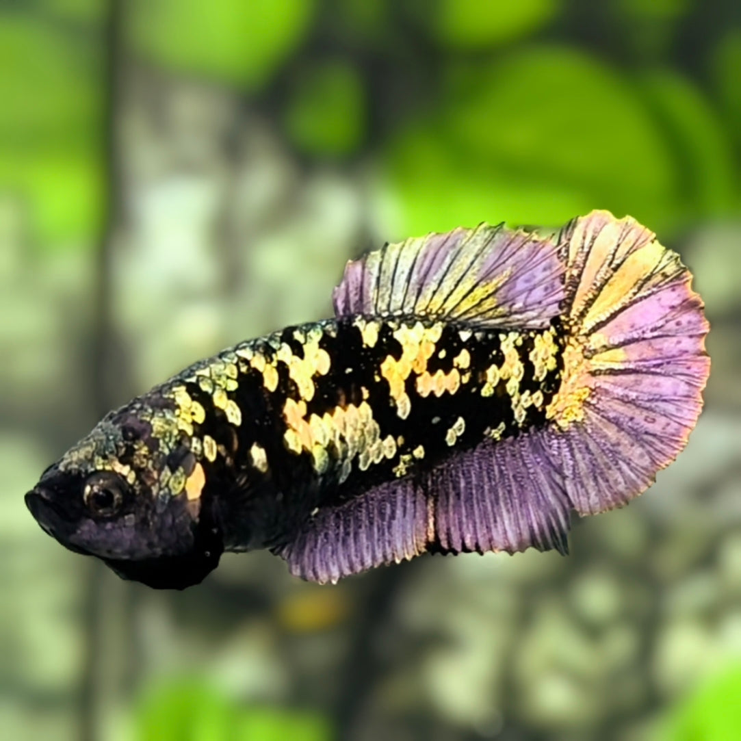 Avatar Purple Copper Gold HMPK Betta Fish Female For Sorority / Breed
