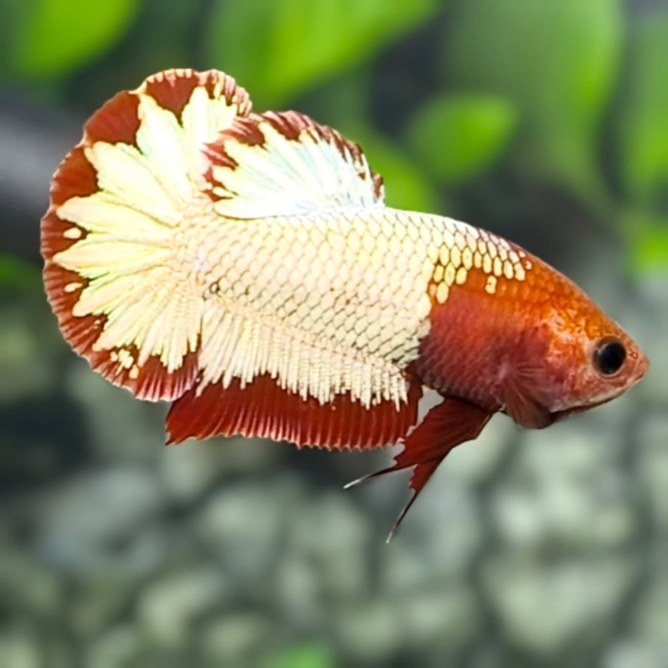 Red Head Fancy Copper Big Tail HMPK Betta Fish Female For Sorority / Breed