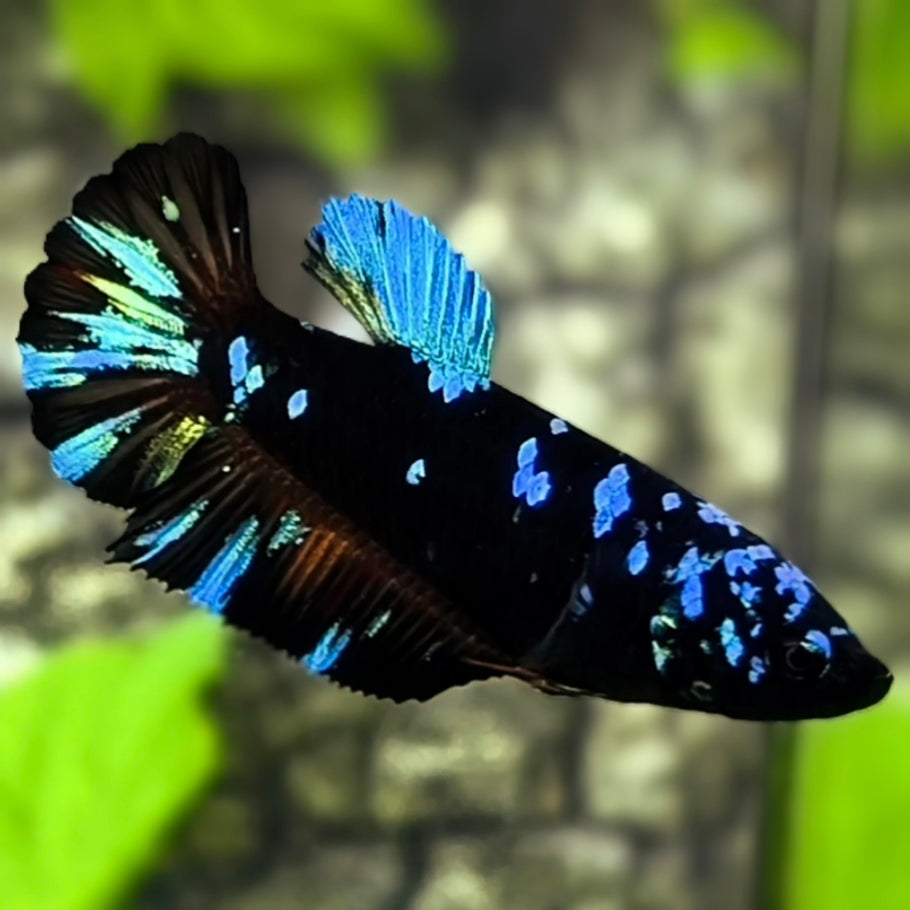 Avatar Blackstar Turquoise HMPK Betta Fish Female For Sorority / Breed