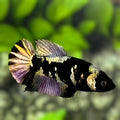 Avatar Copper Gold HMPK Betta Fish Female For Sorority / Breed