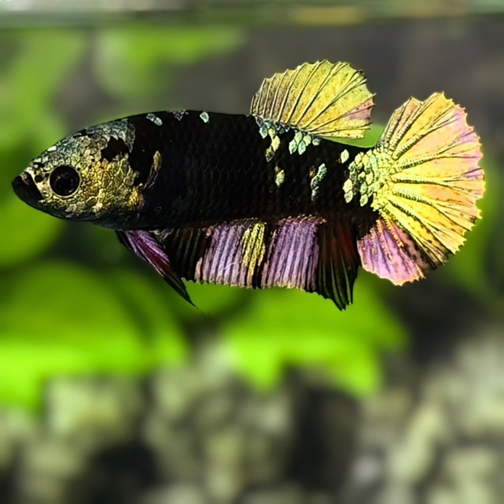 Avatar Blackstar Copper Gold HMPK Betta Fish Female For Sorority / Breed