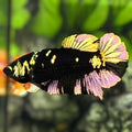 Avatar Blackstar Copper Gold HMPK Betta Fish Female For Sorority / Breed