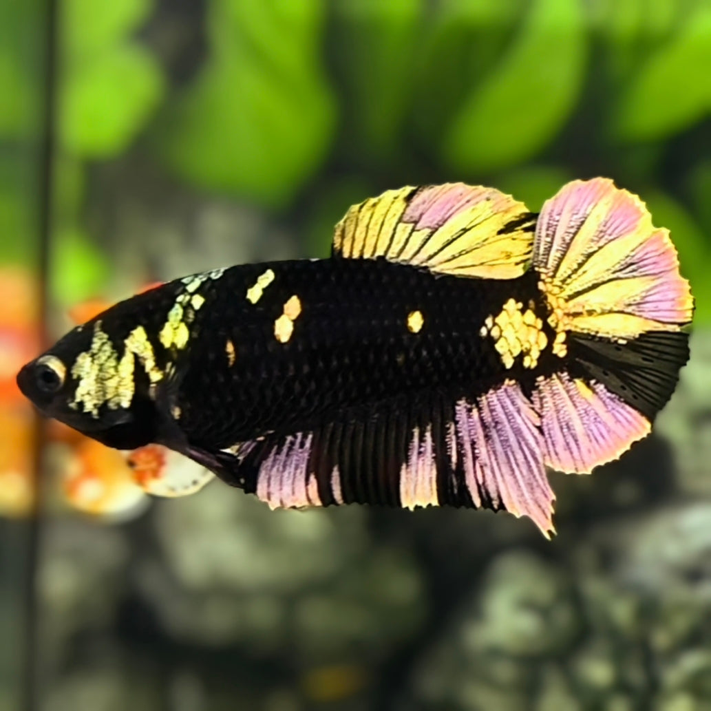 Avatar Blackstar Copper Gold HMPK Betta Fish Female For Sorority / Breed