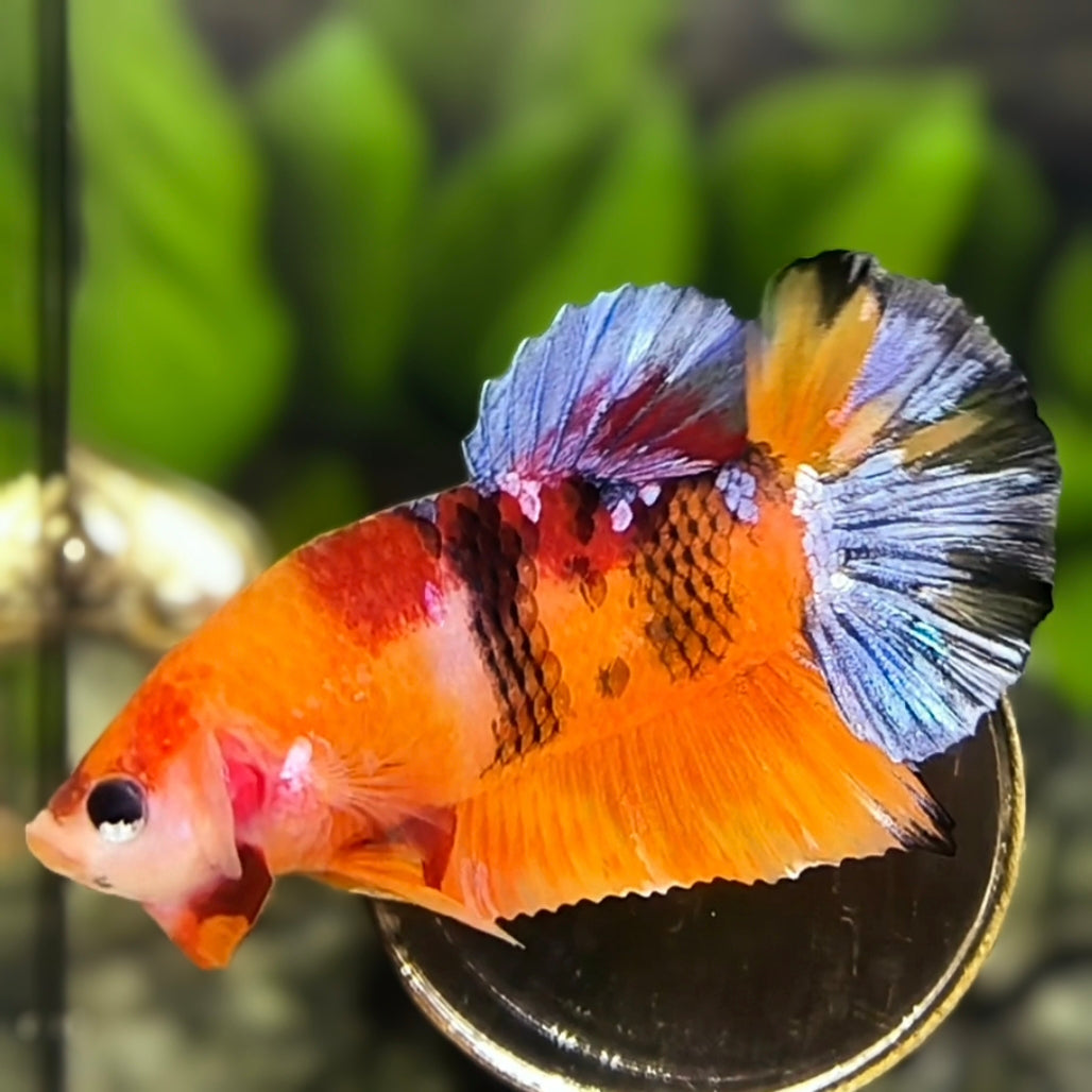 Multicolor Galaxy HMPK Betta Fish Male