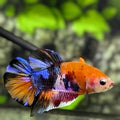 Multicolor Galaxy HMPK Betta Fish Male