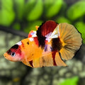 Yellowbase Koi HMPK Betta Fish Male