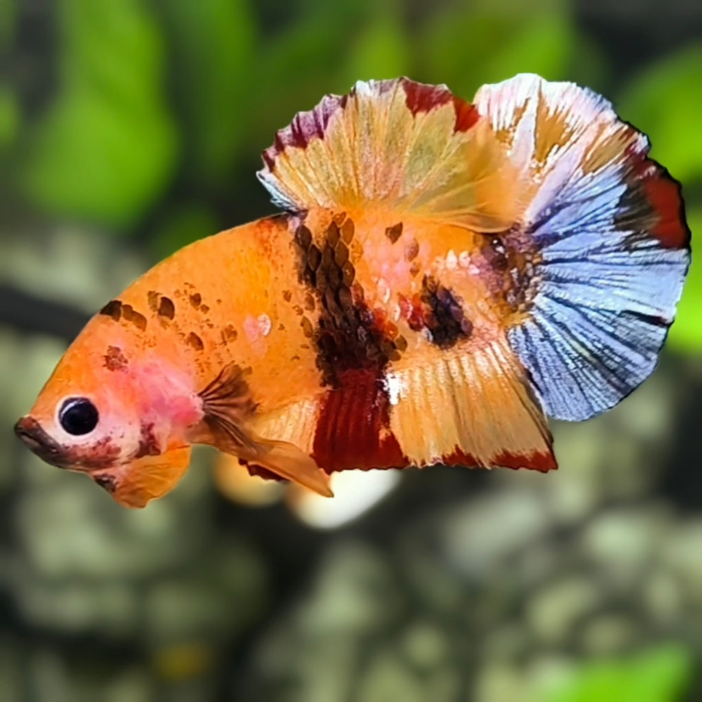 Multicolor Orange Candy HMPK Betta Fish Male