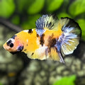 Yellow Koi Galaxy HMPK Betta Fish Male #YKG