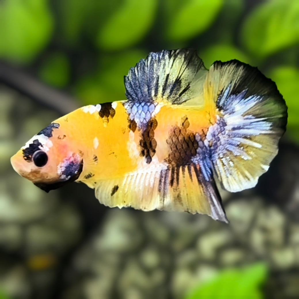 Yellow Koi Galaxy HMPK Betta Fish Male #YKG