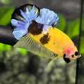 Yellow Tiger Blue Steel HMPK Betta Fish Male #YKG