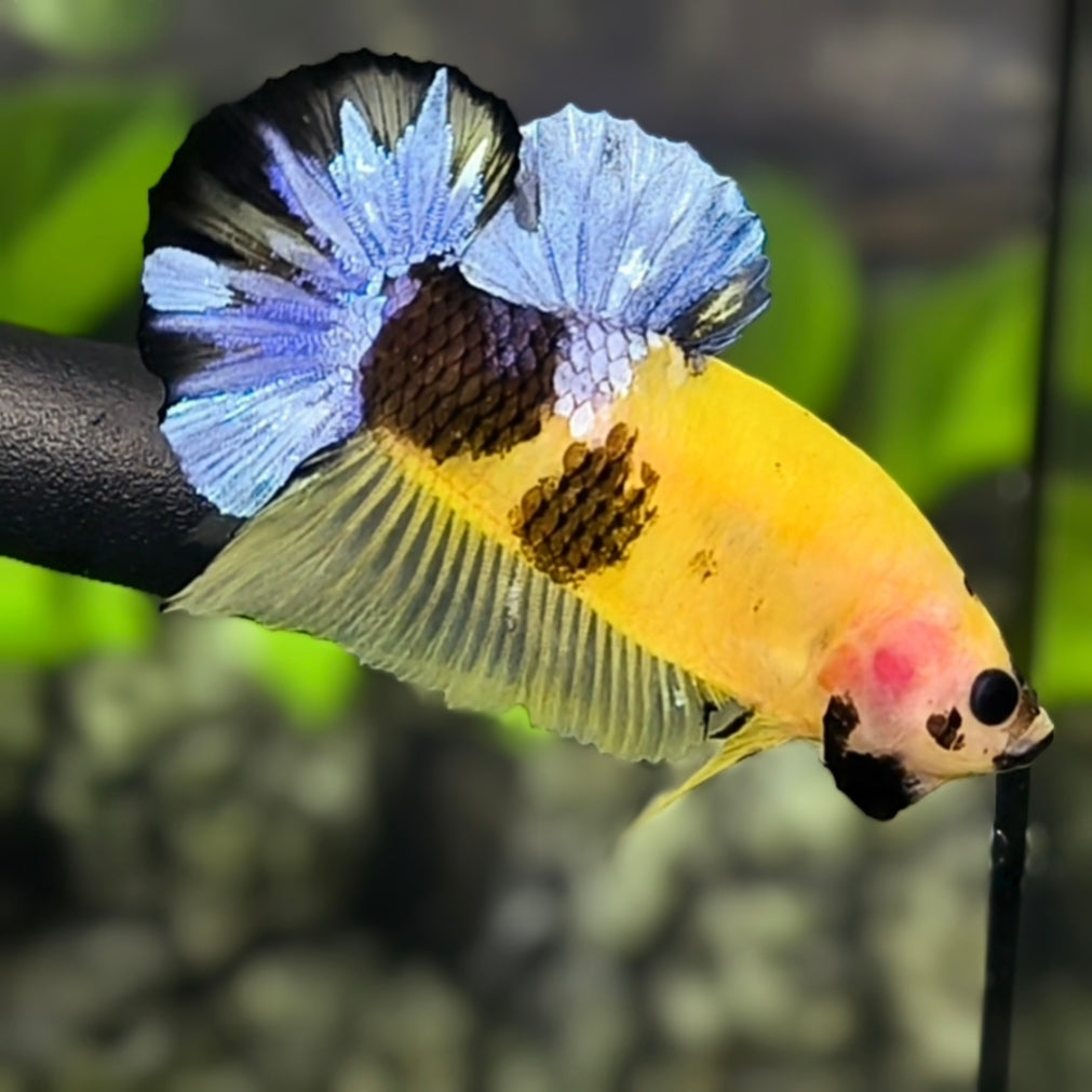Yellow Tiger Blue Steel HMPK Betta Fish Male #YKG