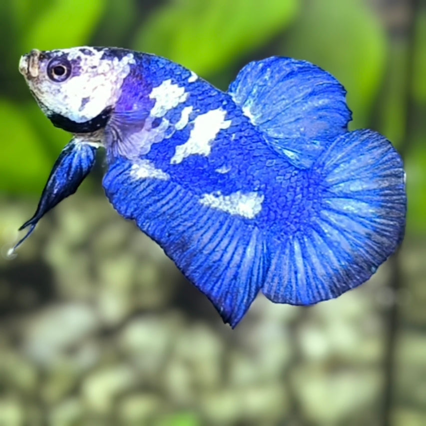 Blue Panda HMPK Betta Fish Male