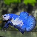 Blue Panda HMPK Betta Fish Male