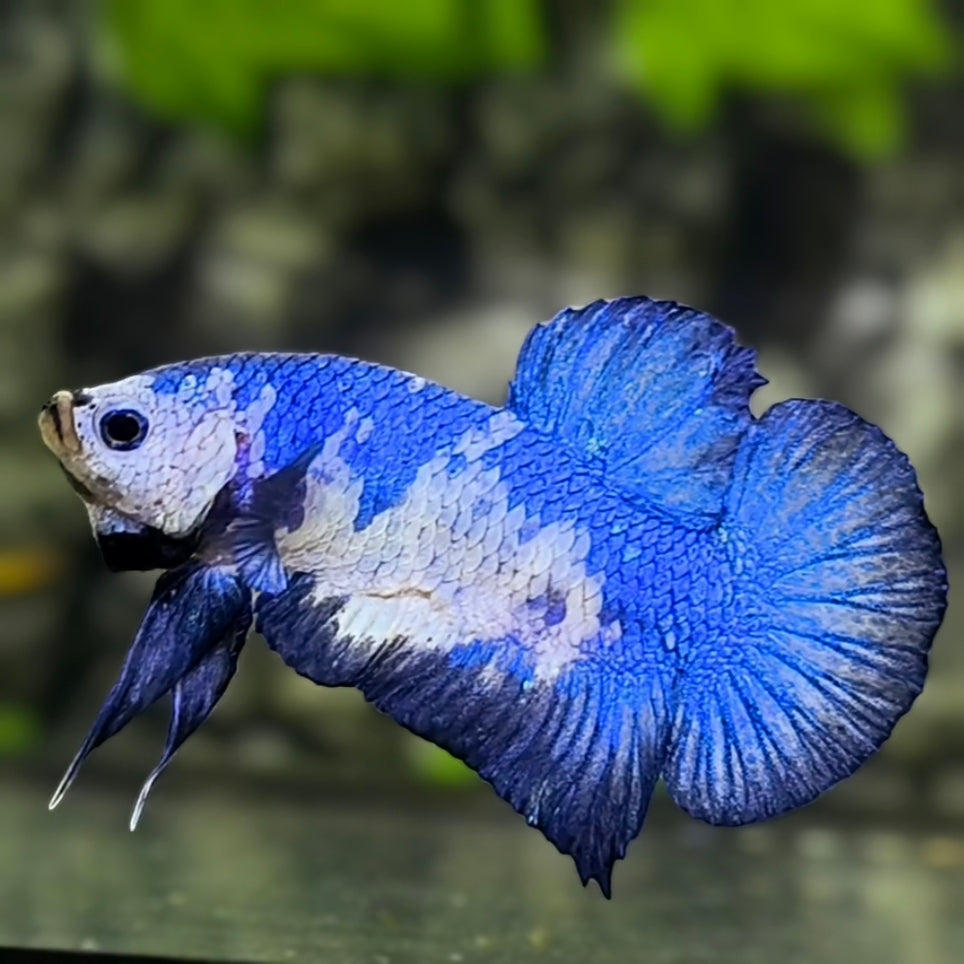 Blue Panda HMPK Betta Fish Male