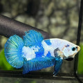 Turquoise Panda HMPK Betta Fish Male
