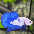 Blue Rim Marble HMPK Betta Fish Male
