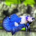 Blue Panda HMPK Betta Fish Male