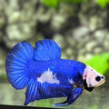 Blue Panda HMPK Betta Fish Male