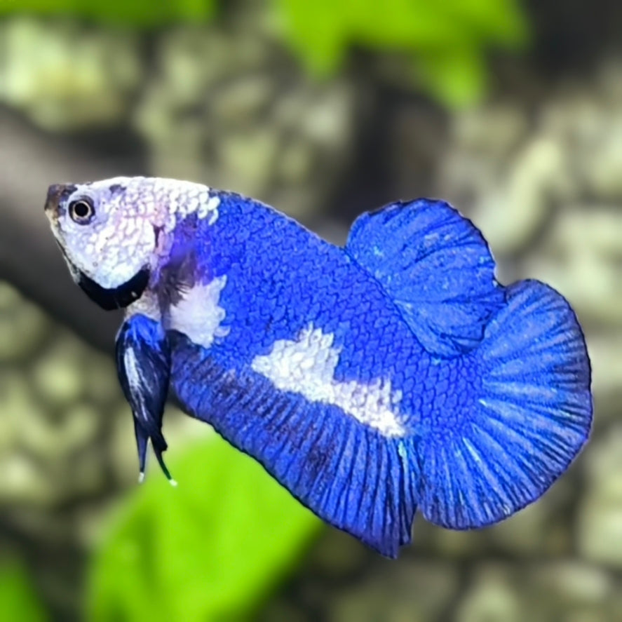 Blue Panda HMPK Betta Fish Male