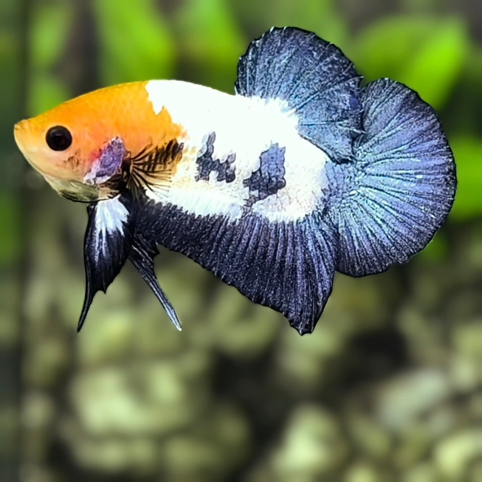 Yellow Head Fancy Blue Steel HMPK Betta Fish Male