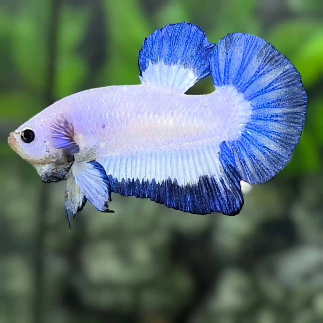 Blue Rim Butterfly HMPK Betta Fish Male