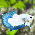 Turquoise Blue Rim HMPK Betta Fish Male
