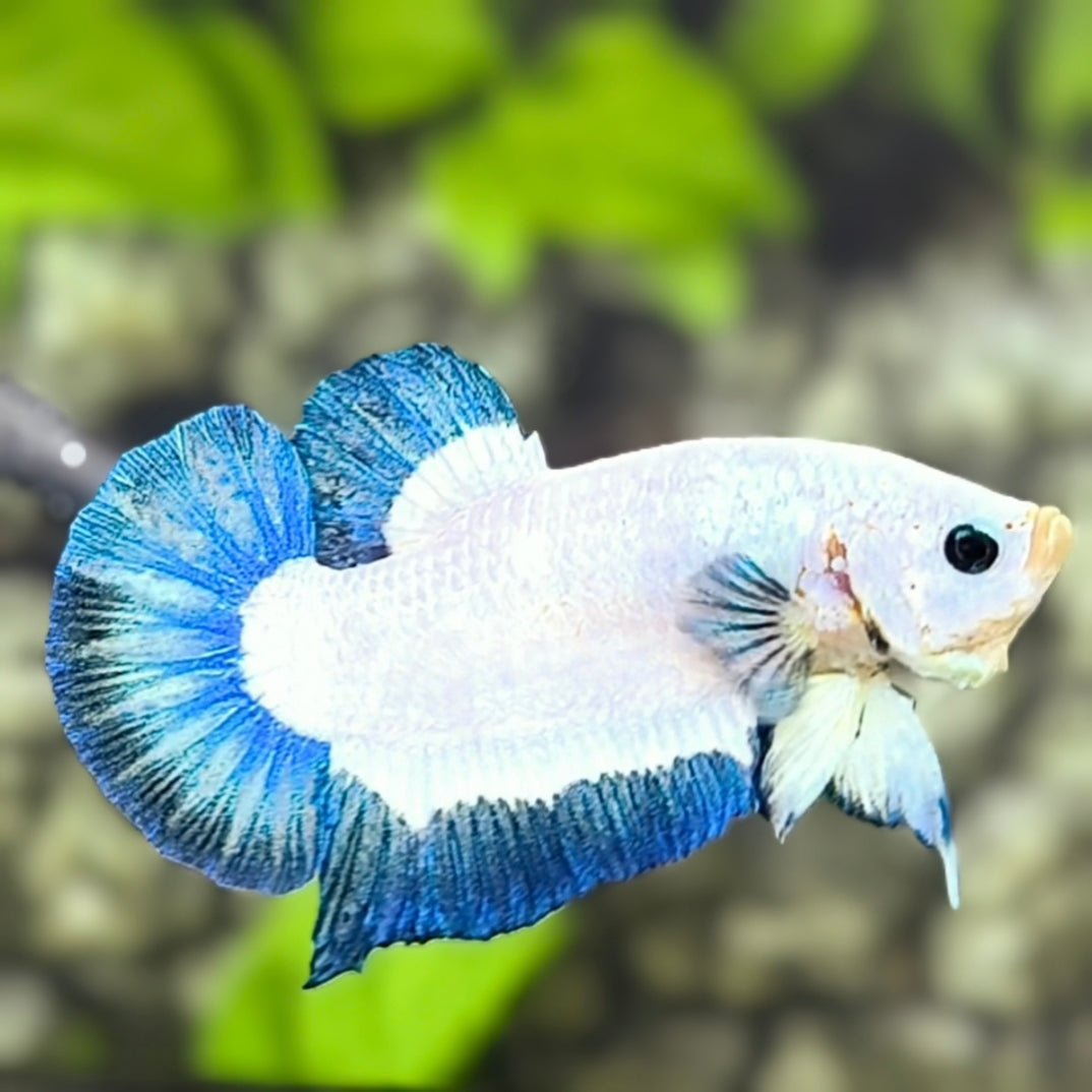 Turquoise Blue Rim HMPK Betta Fish Male