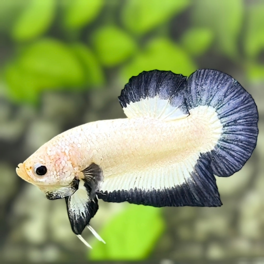 Steel Blue Rim Butterfly HMPK Betta Fish Male