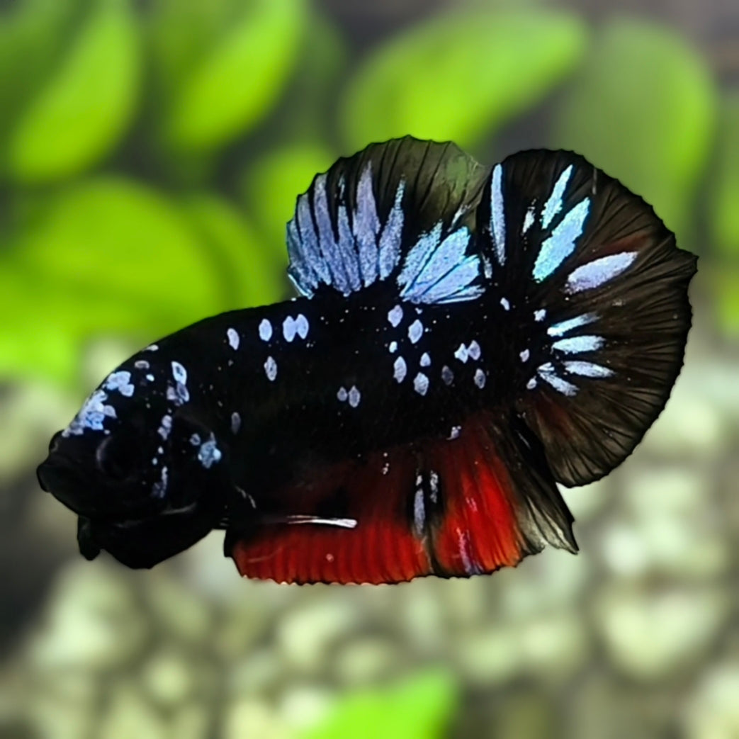 Avatar Blackstar Grey Red HMPK Betta Fish Male