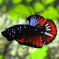 Avatar Blackstar Red Grey HMPK Betta Fish Male