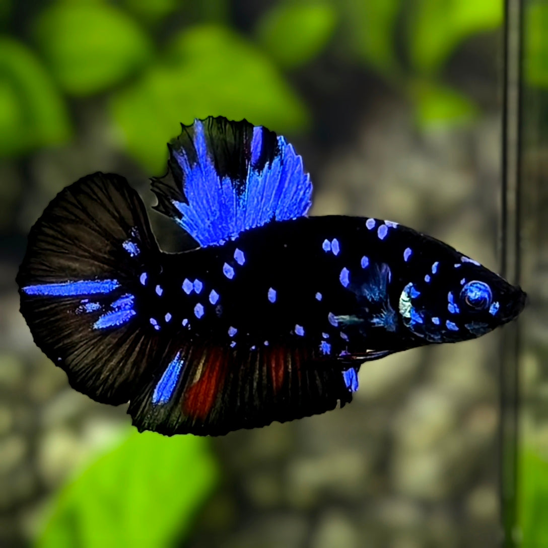 Avatar Blackstar Blue HMPK Betta Fish Male