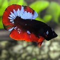 Red Grey Black Light HMPK Betta Fish Male