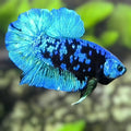 Avatar Turquoise HMPK Betta Fish Male