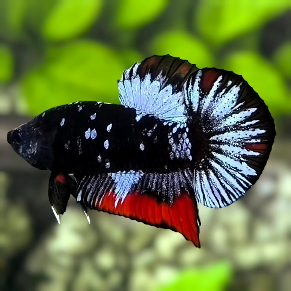 Avatar Blackstar Red Grey HMPK Betta Fish Male