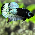 Avatar Blue Steel HMPK Betta Fish Male
