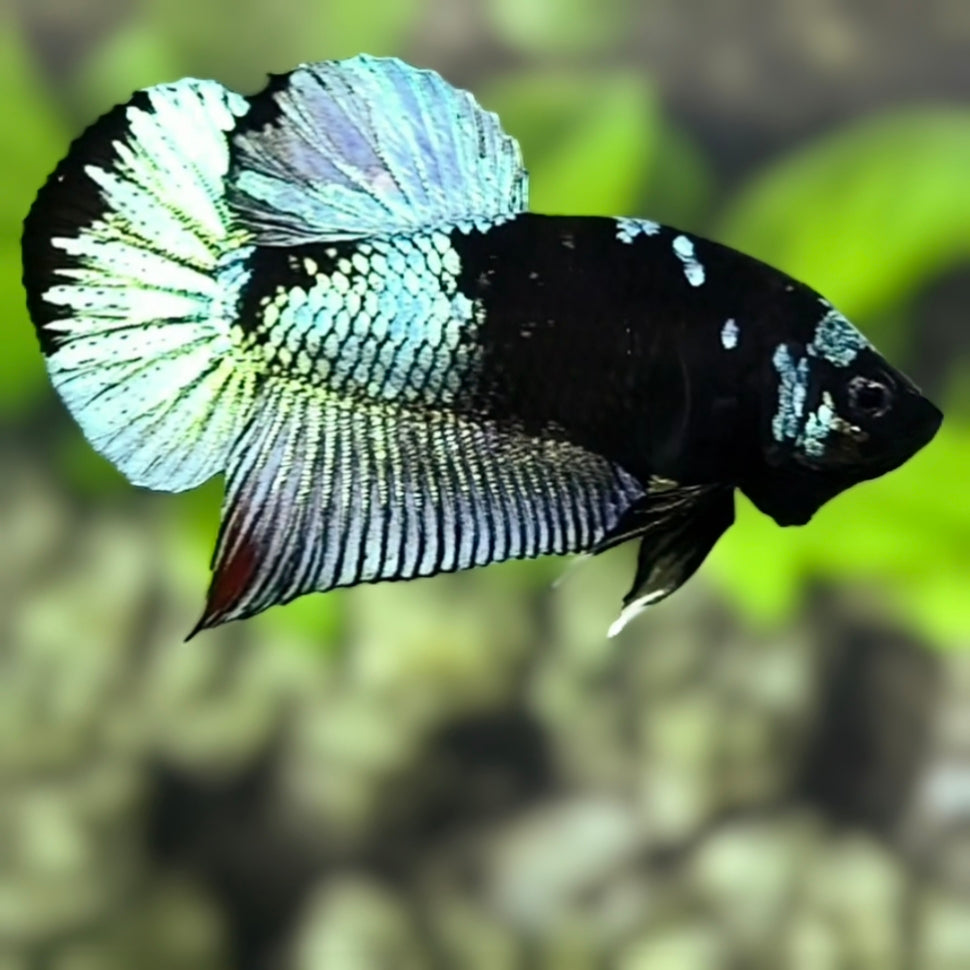 Avatar Blue Steel HMPK Betta Fish Male