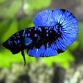 Avatar Blackstar Blue HMPK Betta Fish Male