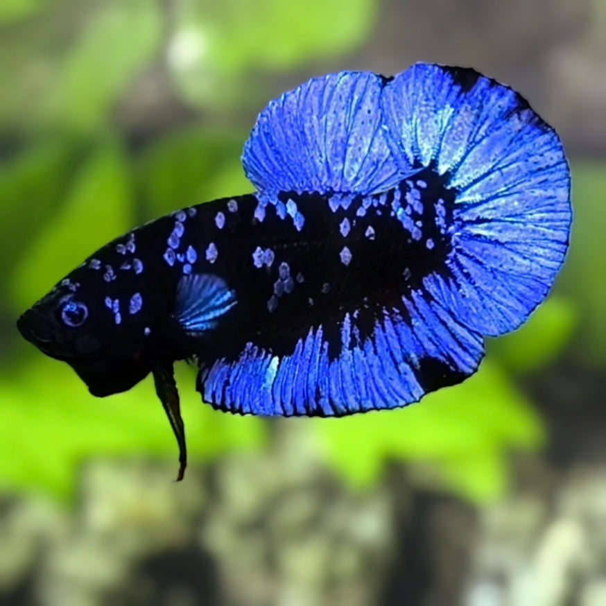 Avatar Blackstar Blue HMPK Betta Fish Male