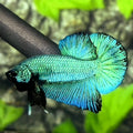 Green Dragon HMPK Betta Fish Male