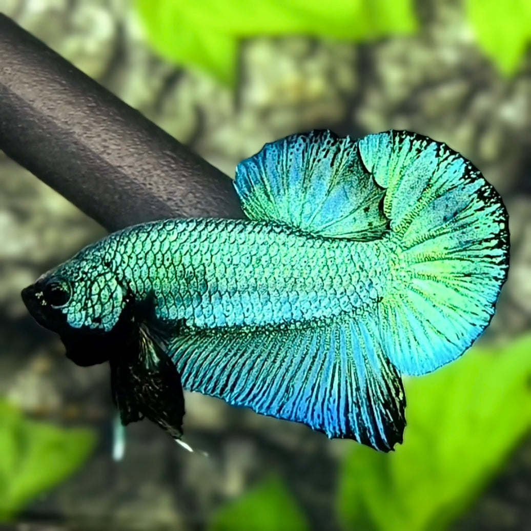 Green Dragon HMPK Betta Fish Male