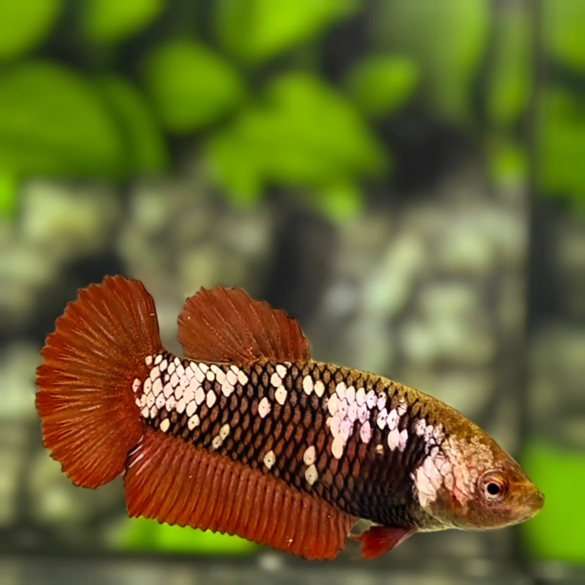 Red Mamba HMPK Betta Fish Female For Sorority / Breed