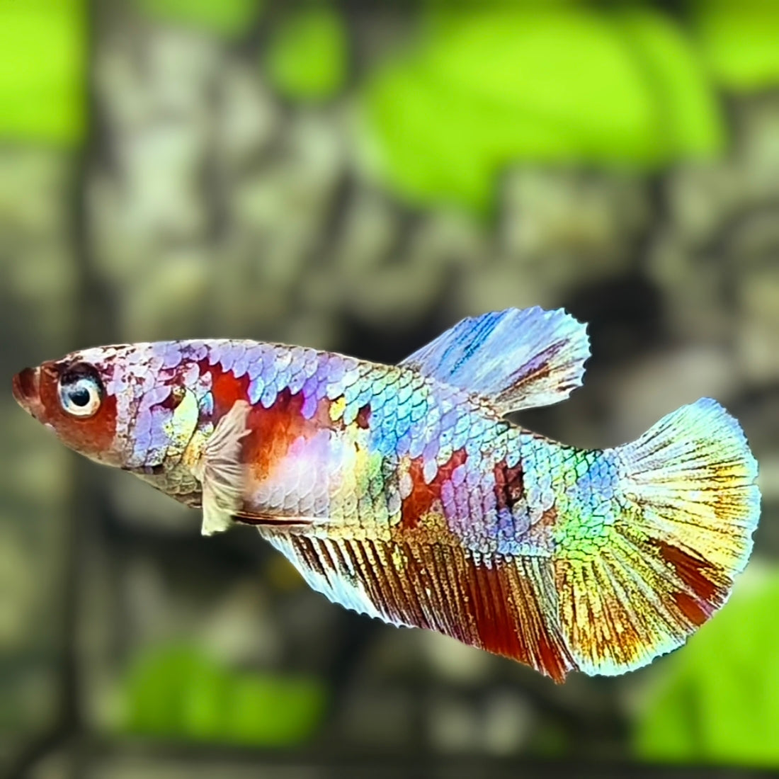 Multicolor HMPK Betta Fish Female For Sorority / Breed