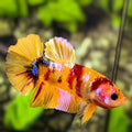 Yellowbase Candy Galaxy HMPK Betta Fish Male