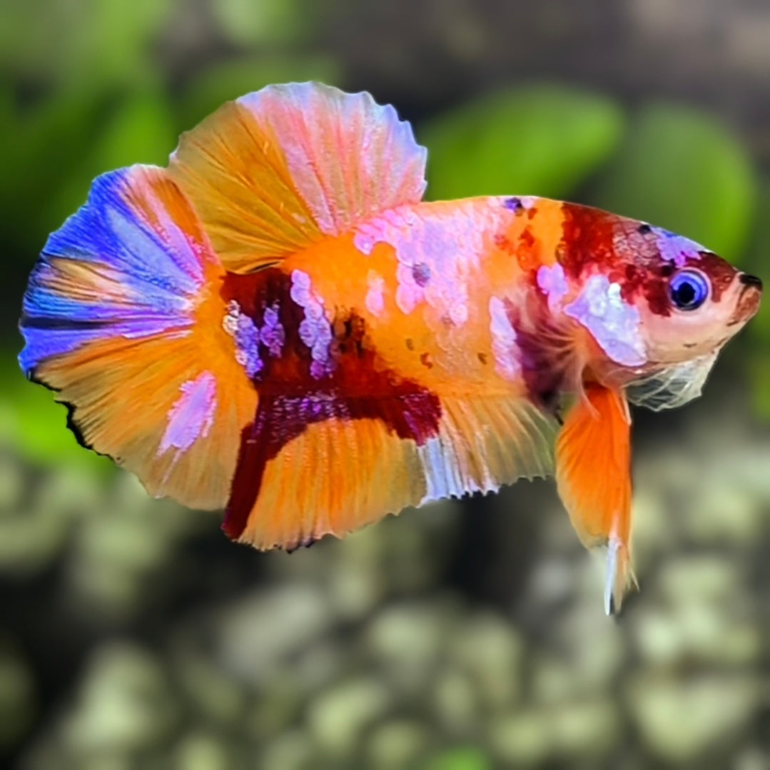 Multicolor Orange Candy Galaxy HMPK Betta Fish Male