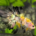 Yellow Koi Gold Galaxy Halfmoon Betta Fish Male #YKG