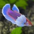 Purple Skyblue Lavender Dumbo Ears HMPK Betta Fish Female For Sorority / Breed