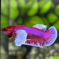 Purple Lavender Dumbo Ears HMPK Betta Fish Female For Sorority / Breed
